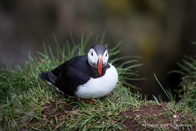 28235053031_5b5644e7af_z